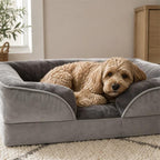 Cockapoo ruht entspannt auf dem grauen PETIVO orthopädischen Hundebett mit hohem Polsterrand – perfekt zum Anlehnen und für erholsamen Schlaf