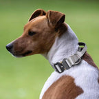 PETIVO Taktisches Hundehalsband in Grau mit robuster Metallschnalle und D-Ring – getragen von einem Jack Russell Terrier im Freien
