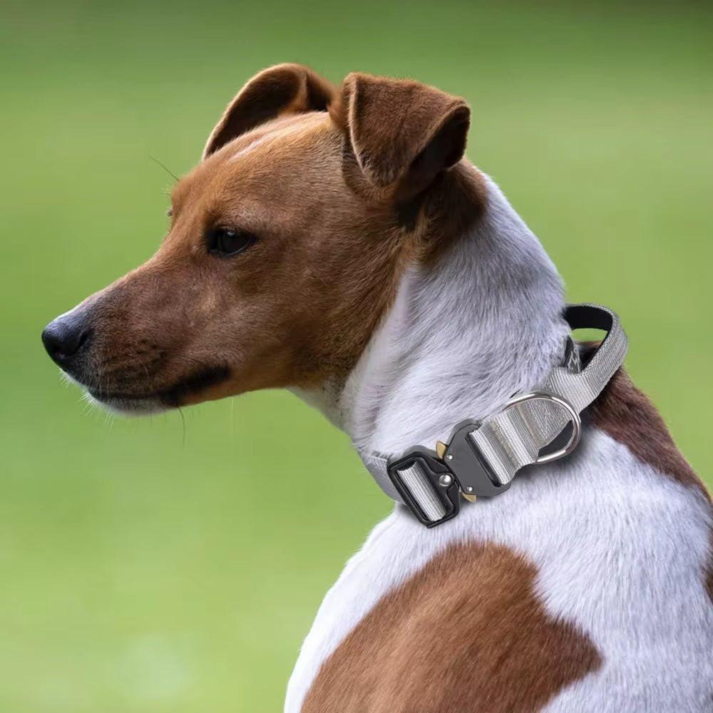 PETIVO Taktisches Hundehalsband in Grau mit robuster Metallschnalle und D-Ring – getragen von einem Jack Russell Terrier im Freien